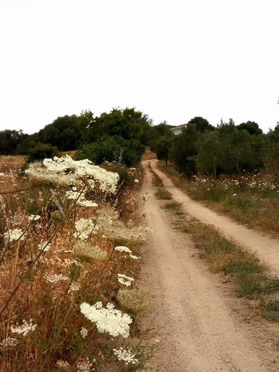 Nacchinono Bed and Breakfast Olbia Buitenkant foto