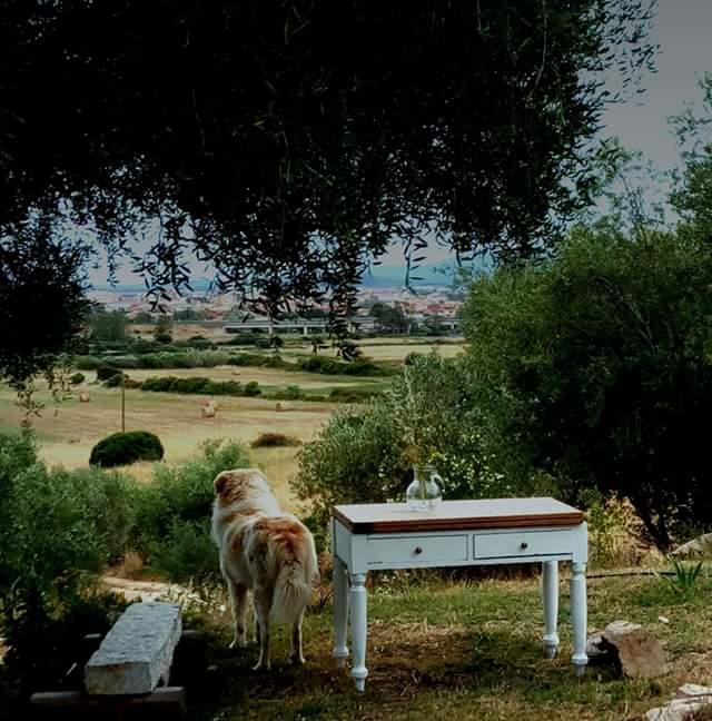 Nacchinono Bed and Breakfast Olbia Buitenkant foto