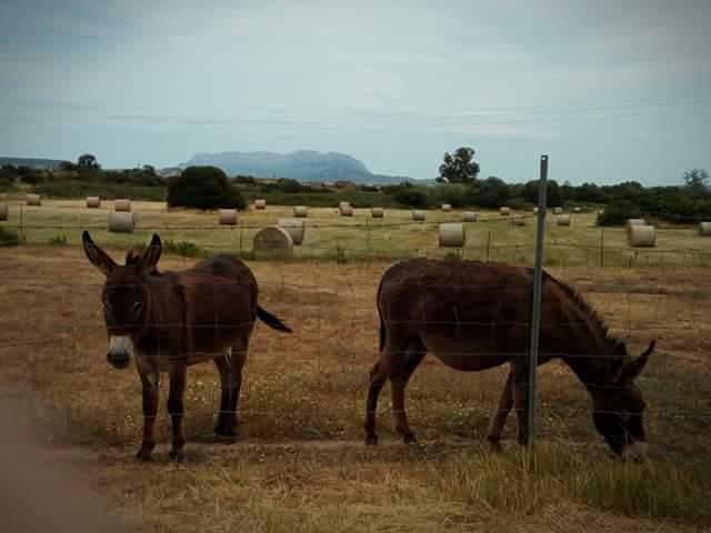 Nacchinono Bed and Breakfast Olbia Buitenkant foto