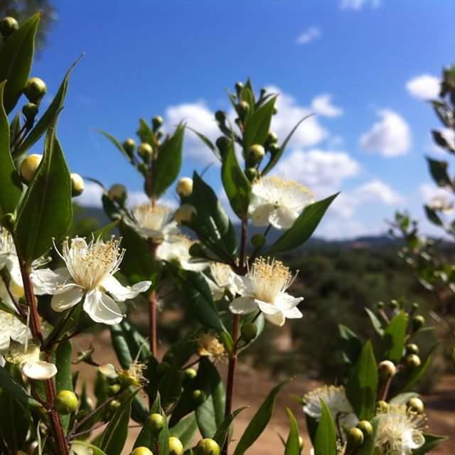 Nacchinono Bed and Breakfast Olbia Buitenkant foto